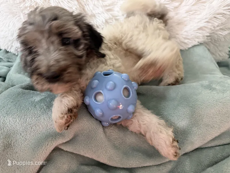 Female parti  – Poodle - Standard  puppy for sale in Hendersonville, TN