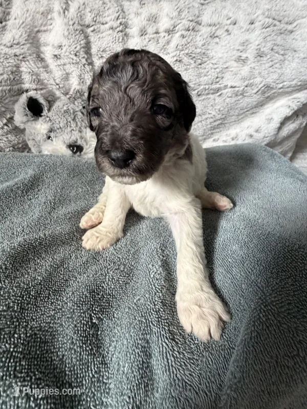 Female parti  – Poodle - Standard  puppy for sale in Hendersonville, TN