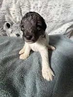 Female parti , a female Poodle - Standard  for sale in Hendersonville, TN – Photo 1 of 3