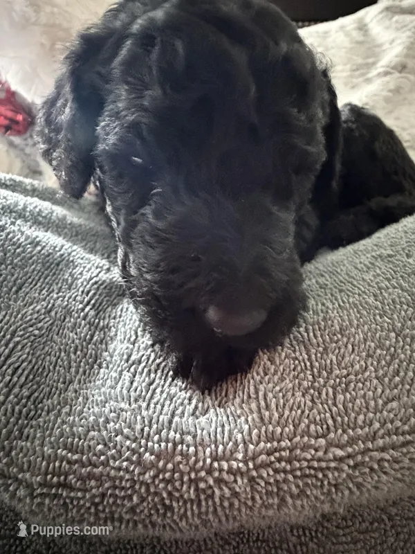 Black – Poodle - Standard  puppy for sale in Hendersonville, TN