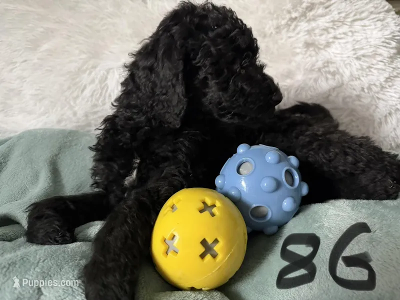 Black – Poodle - Standard  puppy for sale in Hendersonville, TN