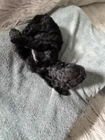 Black, a female Poodle - Standard  for sale in Hendersonville, TN – Photo 5 of 5