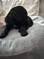 Black, a female Poodle - Standard  for sale in Hendersonville, TN – Photo 2 of 5