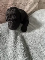 Black, a female Poodle - Standard  for sale in Hendersonville, TN – Photo 3 of 5