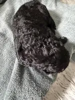 Black, a female Poodle - Standard  for sale in Hendersonville, TN – Photo 4 of 5