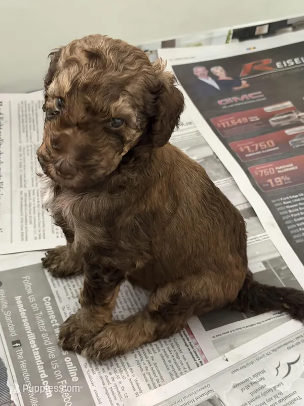 Phantom male – Poodle - Standard  puppy for sale in Hendersonville, TN
