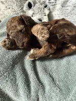 Phantom male, a male Poodle - Standard  for sale in Hendersonville, TN – Photo 5 of 5