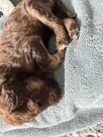 Phantom male, a male Poodle - Standard  for sale in Hendersonville, TN – Photo 2 of 5