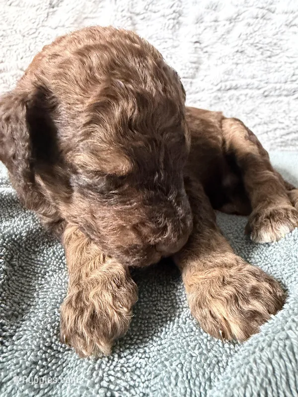 Phantom male – Poodle - Standard  puppy for sale in Hendersonville, TN