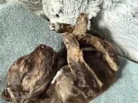 Phantom male, a male Poodle - Standard  for sale in Hendersonville, TN – Photo 4 of 5