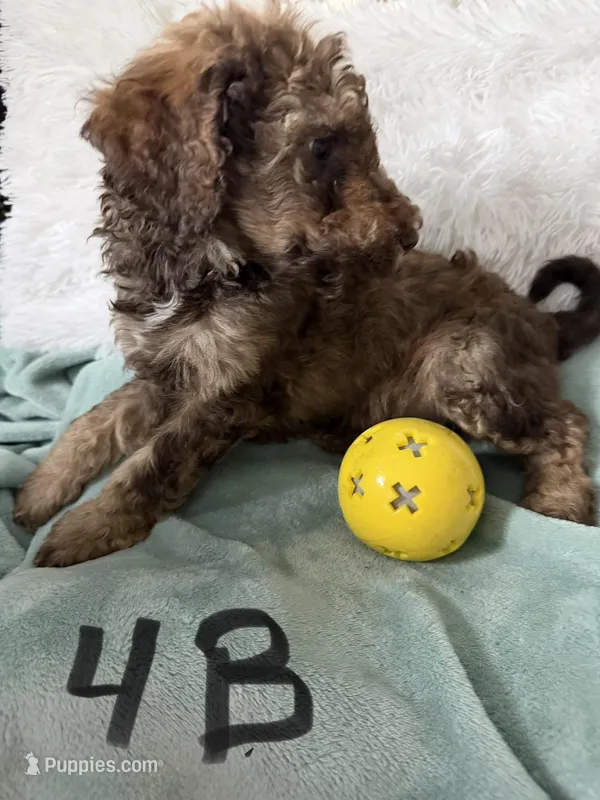 Phantom male – Poodle - Standard  puppy for sale in Hendersonville, TN
