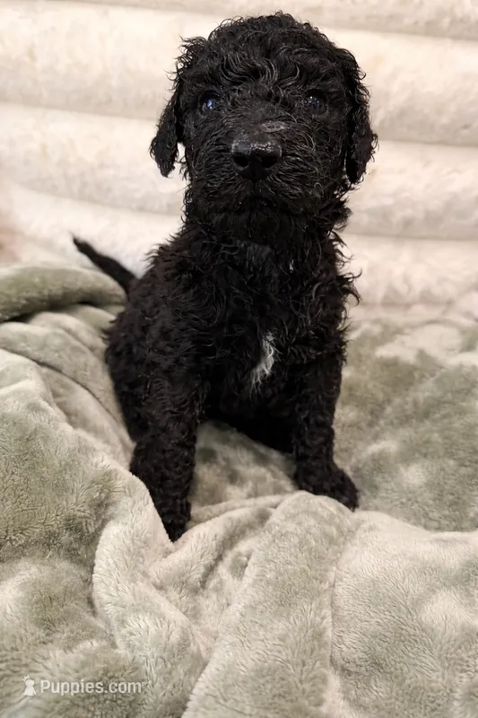 Hera – Poodle - Standard  puppy for sale in Hendersonville, TN