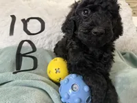 Black poodle, a male Poodle - Standard  for sale in Hendersonville, TN – Photo 2 of 4