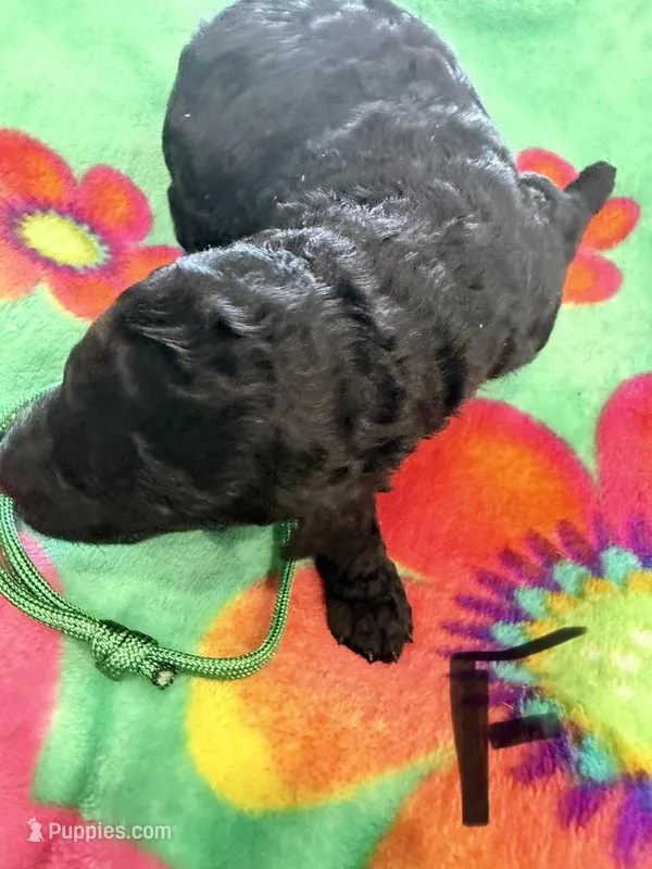 Hera – Poodle - Standard  puppy for sale in Hendersonville, TN