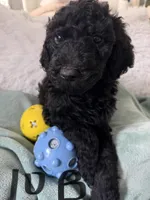 Black poodle, a male Poodle - Standard  for sale in Hendersonville, TN – Photo 3 of 4