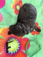 Hera, a female Poodle - Standard  for sale in Hendersonville, TN – Photo 2 of 3