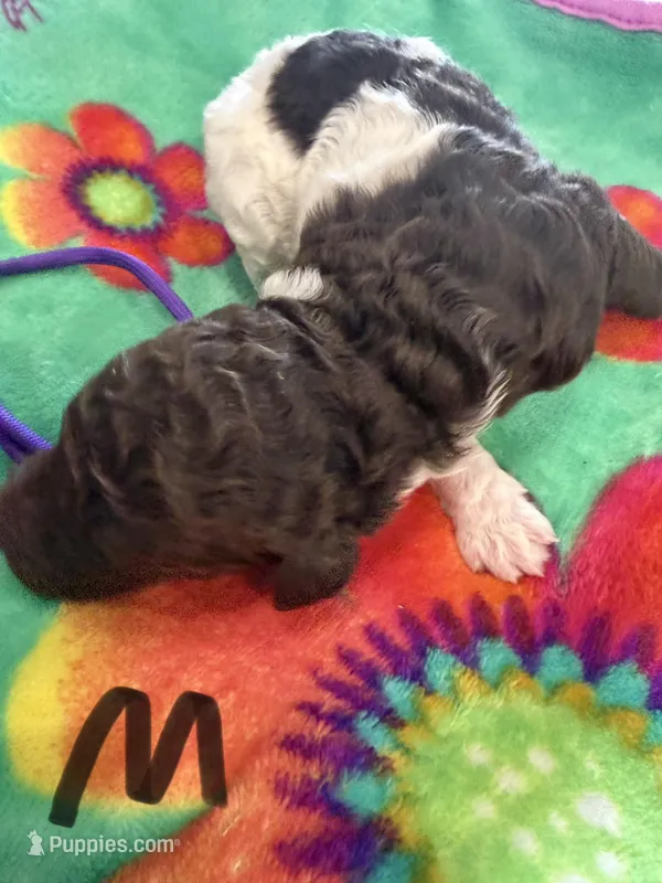 Ryker – Poodle - Standard  puppy for sale in Hendersonville, TN