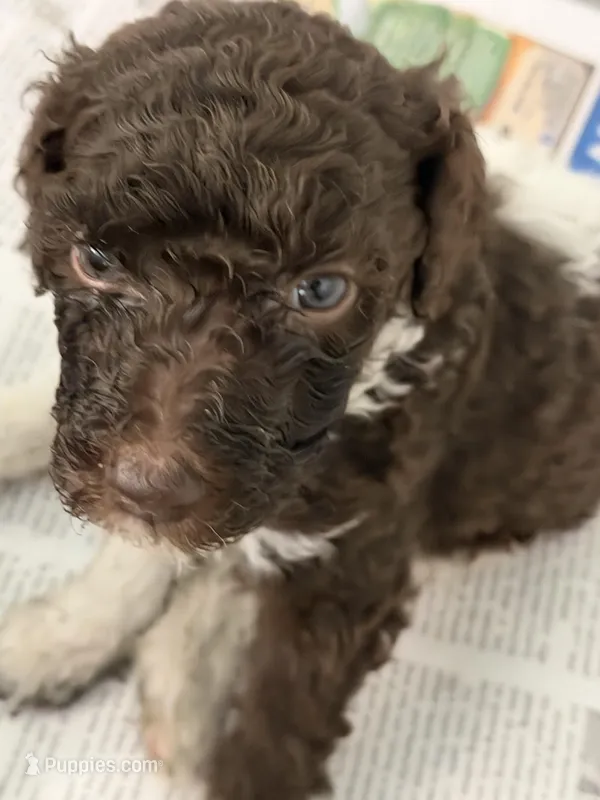 Ryker – Poodle - Standard  puppy for sale in Hendersonville, TN