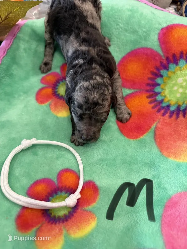 Zax, a male Poodle - Standard  for sale in Hendersonville, TN – Photo 1 of 3