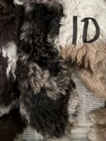 Winston, a male Poodle - Standard  for sale in Hendersonville, TN – Photo 2 of 3