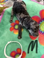 Zax, a male Poodle - Standard  for sale in Hendersonville, TN – Photo 2 of 3