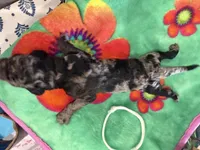 Zax, a male Poodle - Standard  for sale in Hendersonville, TN – Photo 3 of 3