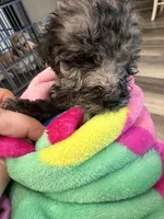 Winston, a male Poodle - Standard  for sale in Hendersonville, TN – Photo 3 of 3