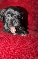 Bruno , a male Shih Tzu for sale in Boothwyn, PA – Photo 2 of 2