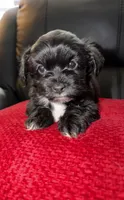 Bruno , a male Shih Tzu for sale in Boothwyn, PA – Photo 1 of 2