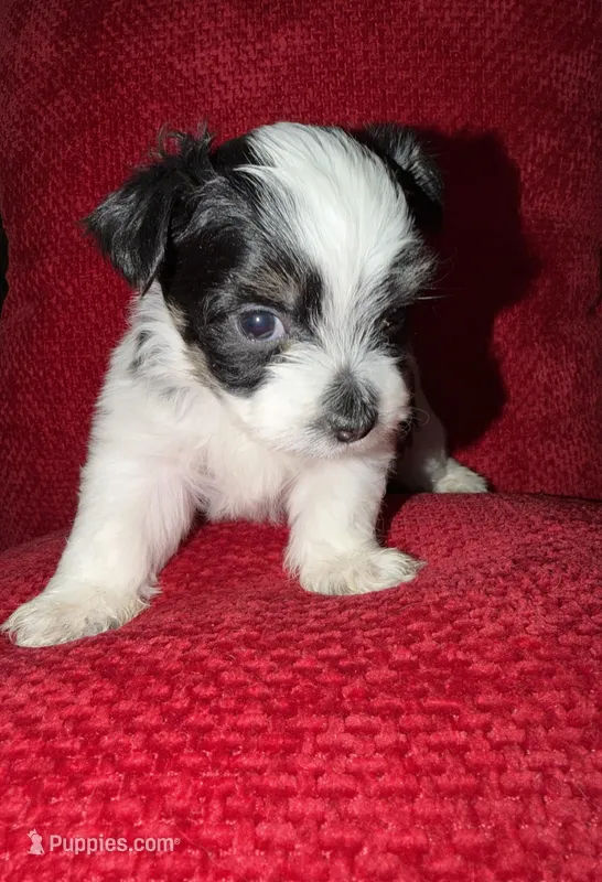 Snoopy – Shih Tzu puppy for sale in Boothwyn, PA