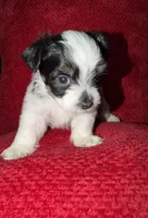 Snoopy, a male Shih Tzu for sale in Boothwyn, PA – Photo 1 of 3