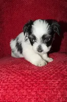 Snoopy, a male Shih Tzu for sale in Boothwyn, PA – Photo 3 of 3