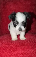 Snoopy, a male Shih Tzu for sale in Boothwyn, PA – Photo 2 of 3