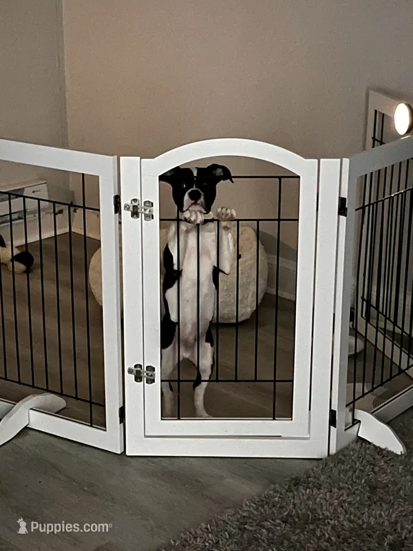Harlow – American Bully puppy for sale in Philadelphia, PA