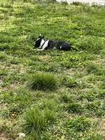 Harlow, a male American Bully for sale in Philadelphia, PA – 5 of 6
