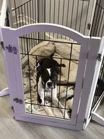 Harlow, a male American Bully for sale in Philadelphia, PA – 2 of 6