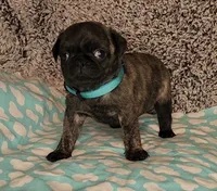 Clover, a female Pug for sale in Parsons, KS – 8 of 9
