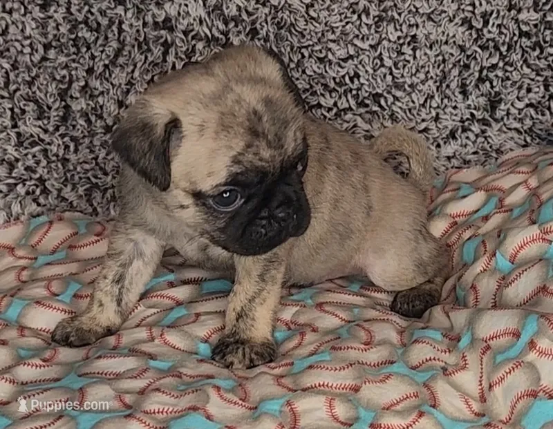 Jax – Pug puppy for sale in Parsons, KS
