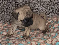 Jax, a male Pug for sale in Parsons, KS – 1 of 6