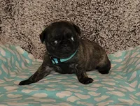 Clover, a female Pug for sale in Parsons, KS – 7 of 9
