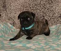 Clover, a female Pug for sale in Parsons, KS – 3 of 9