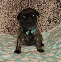 Clover, a female Pug for sale in Parsons, KS – 9 of 9