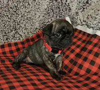 June, a female Pug for sale in Parsons, KS – 5 of 5