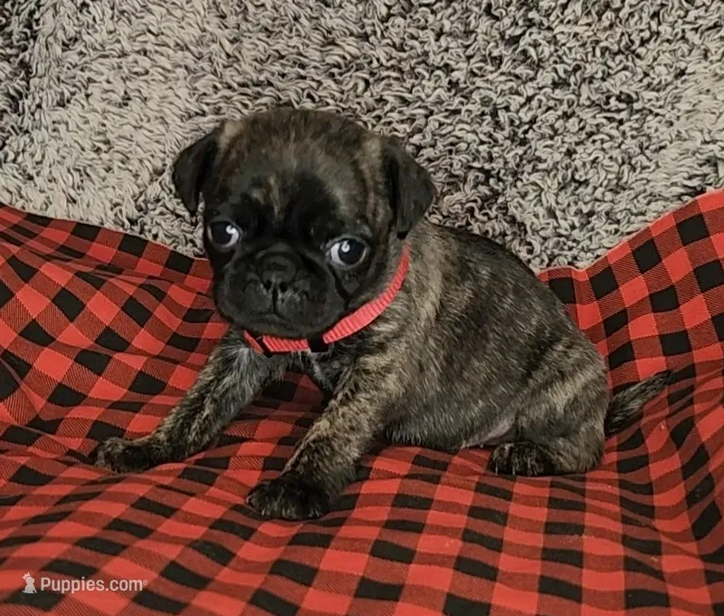June – Pug puppy for sale in Parsons, KS