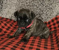 June, a female Pug for sale in Parsons, KS – 1 of 5