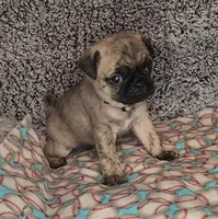 Jax, a male Pug for sale in Parsons, KS – 2 of 6