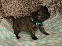Clover, a female Pug for sale in Parsons, KS – 6 of 9