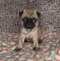 Jax, a male Pug for sale in Parsons, KS – 3 of 6