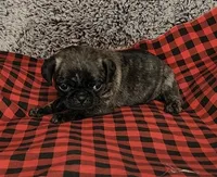 June, a female Pug for sale in Parsons, KS – 2 of 5