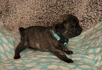 Clover, a female Pug for sale in Parsons, KS – 5 of 9